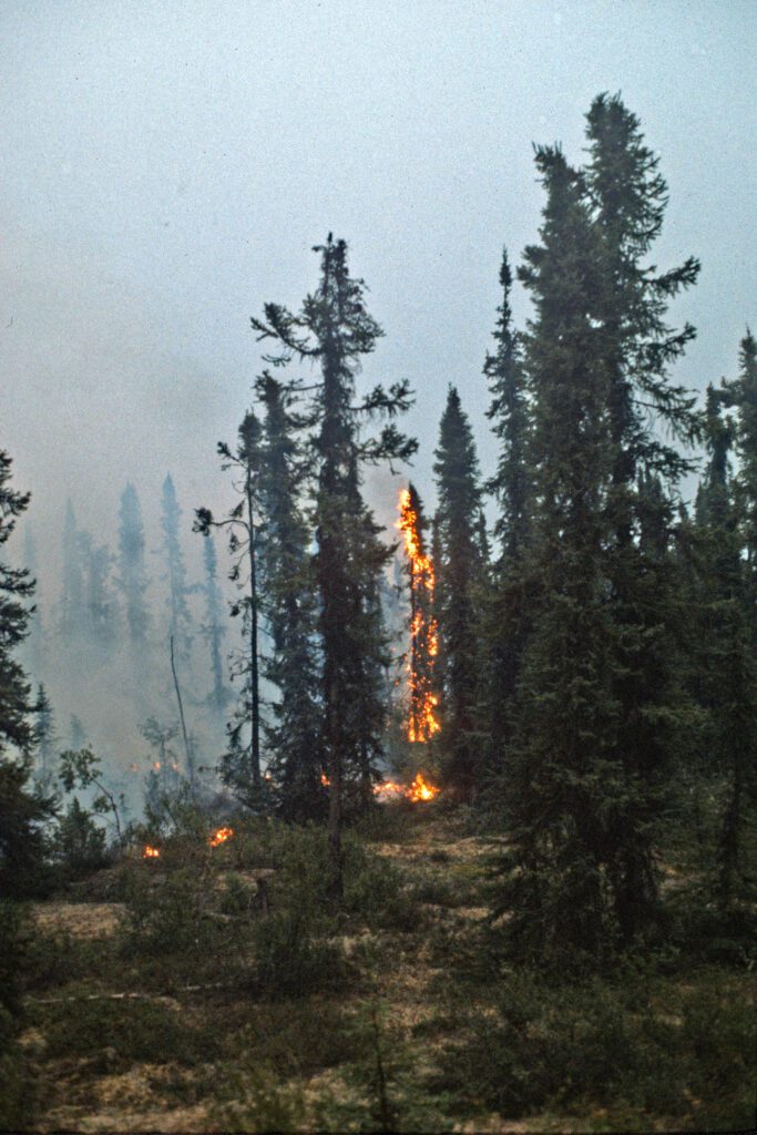 Trees burning along the road